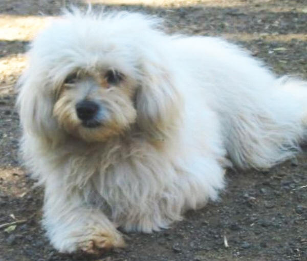 Maltese Poodle
