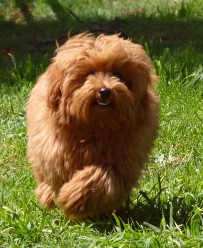 Red maltese poodle happily running in the sun 