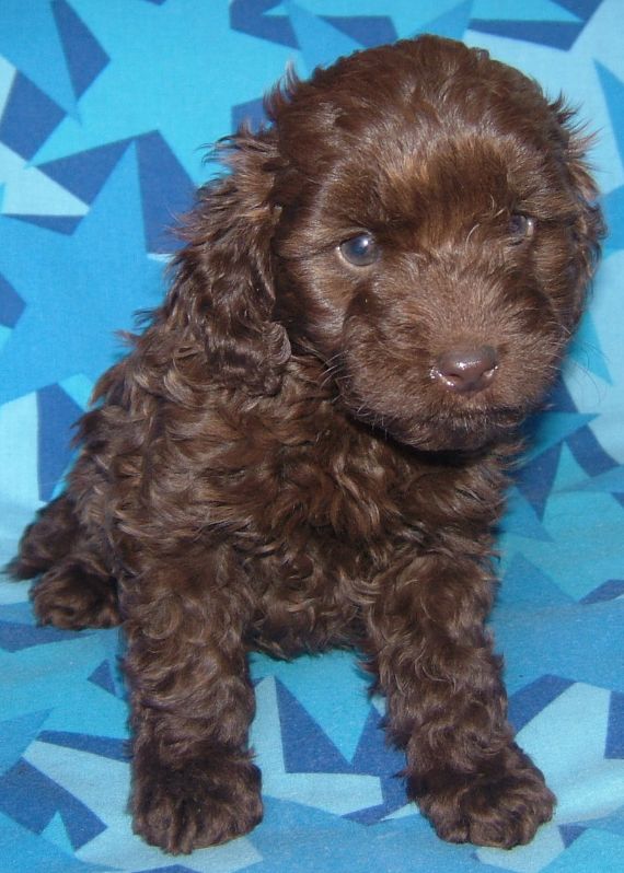 21+ Chocolate Brown Spoodle Puppy PNG