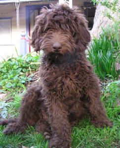 Labradoodle - Moby