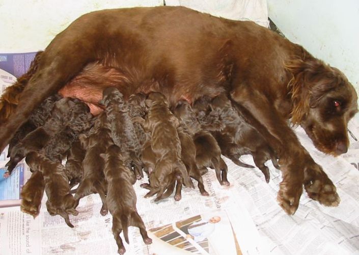 Labradoodle mother with puppies suckling