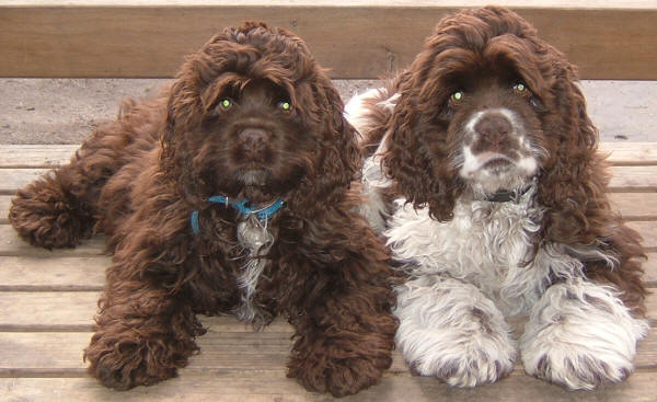 Curly haired outlet cocker spaniel