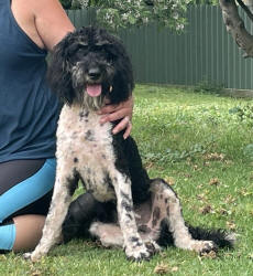 Schnoodle Puppy