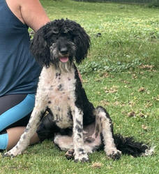 Schnoodle Puppy