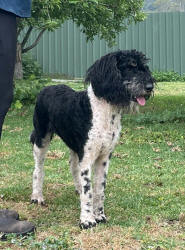 Schnoodle Puppy