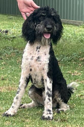 Schnoodle Puppy