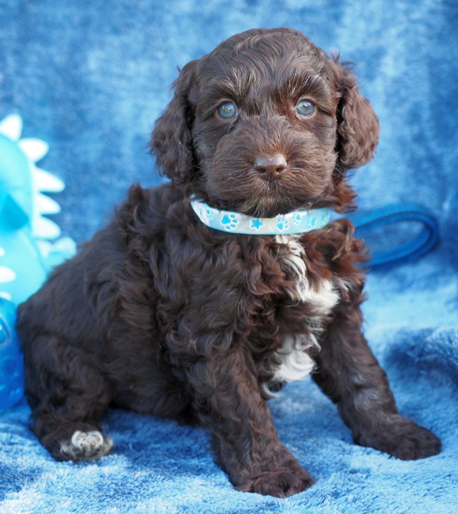 Spoodle Breeders - Spoodle Puppies For Sale