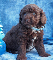 Spoodle Breeders - Spoodle Puppies For Sale