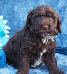 Spoodle Breeders - Spoodle Puppies For Sale