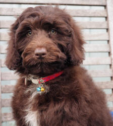 Spoodle Breeders - Spoodle Puppies For Sale