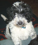 Parti Labradoodle Puppy, Black and White