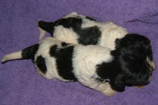 Parti Labradoodle Puppies, Black and White