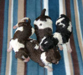 Parti Labradoodle Puppies