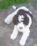Parti Labradoodle Puppies, Chocolate and White