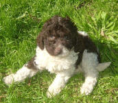 Parti Labradoodle Puppies, Chocolate and White