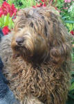 Lilly - Miniature Cafe Labradoodle