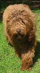 Labradoodle Lilly