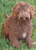 Chocolate Labradoodle - Mishka