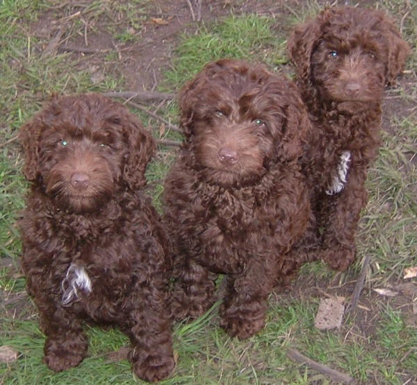 Three cute labradoodle puppies sitting together