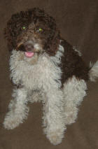 Parti Labradoodle Cisco