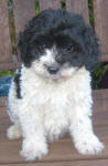 Parti Labradoodle Puppies, Black and White