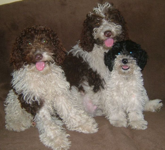 Parti Labradoodle Puppies