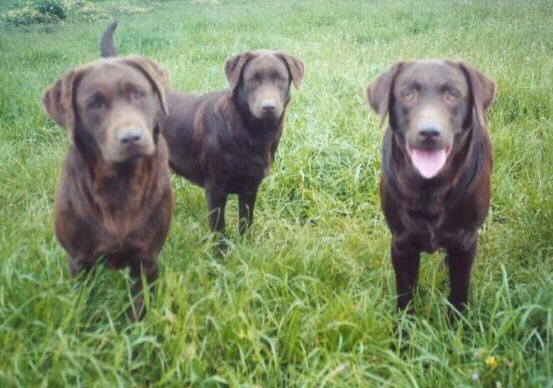 Labradors