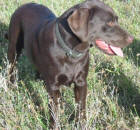 Chocolate Labrador Senna