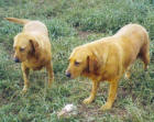 Yellow Labradors Rusty and Crusty