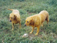 Rusty and Crusty - Yellow Labradors