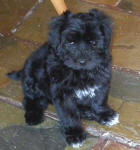 Maltese Poodle Puppies