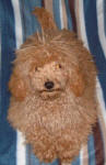 Muppet - Red Maltese Poodle