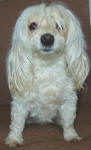 Pinny - Maltese Poodle