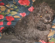 Tiggy - Maltese Poodle