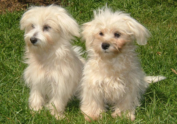 Maltese