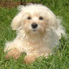 Maltese - Mollie