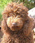 Monty - Chocolate Miniature Poodle