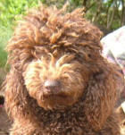 Chocolate Miniature Poodle - Monty