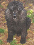 Black Standard Poodle - Pluto