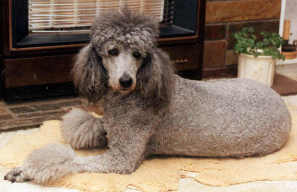 Poodle