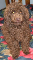 Chocolate Toy Poodle - Randy