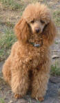 Bronson - Red Toy Poodle