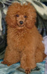 Rusty - Red Toy Poodle