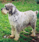 Standard Schnauzer - Molly