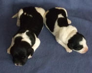 Parti Schnoodle Puppies, Black and White