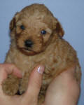 Red Schnoodle Puppies