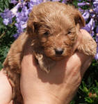 Red Schnoodle Puppies