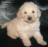 White and Cream Schnoodle Puppies
