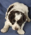 Parti Schnoodle Puppies, Chocolate and White