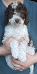 Parti Schnoodle Puppies, Chocolate and White